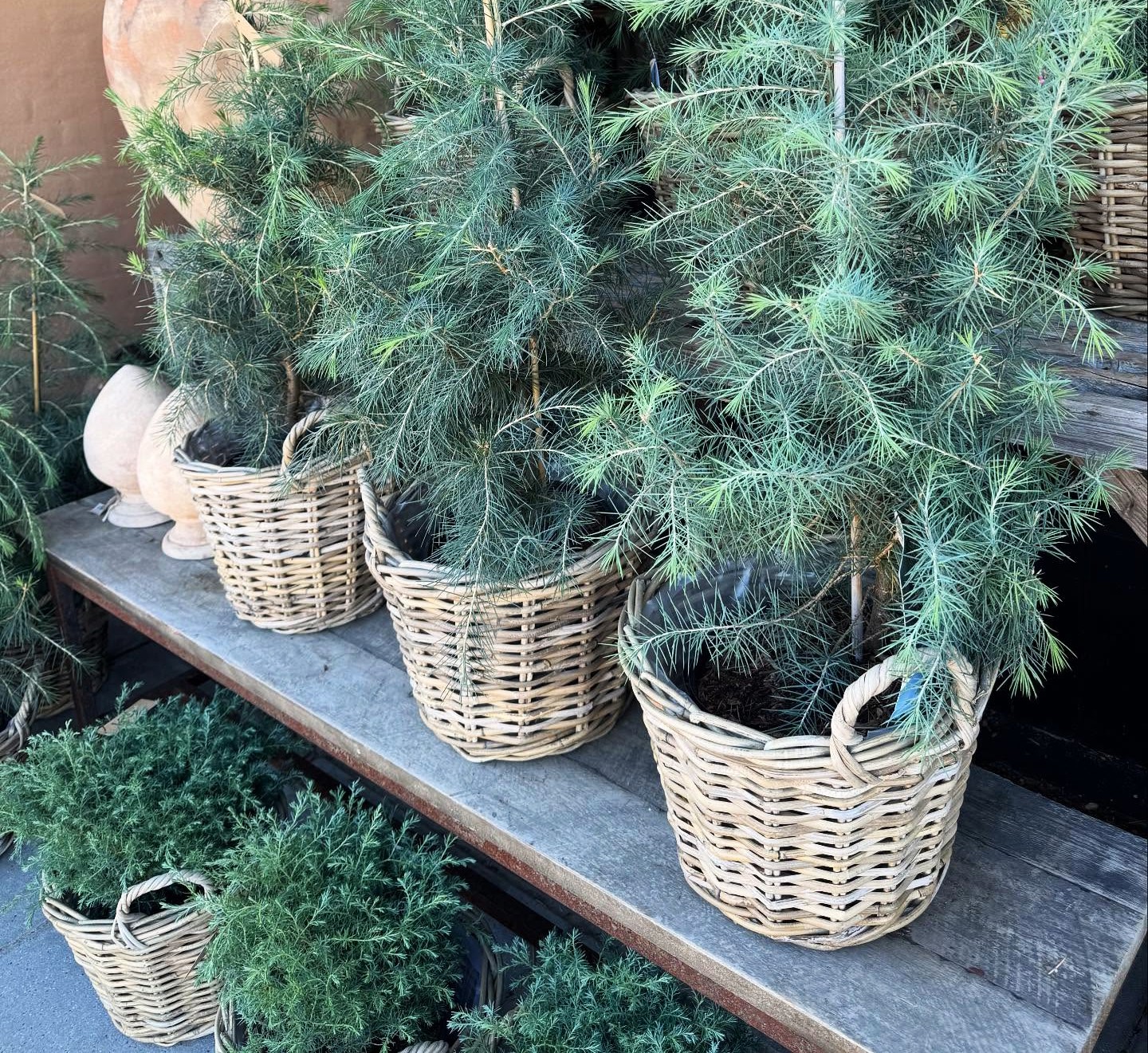 Fletkurve står ved gadeboden og er plantet med cedertræer.