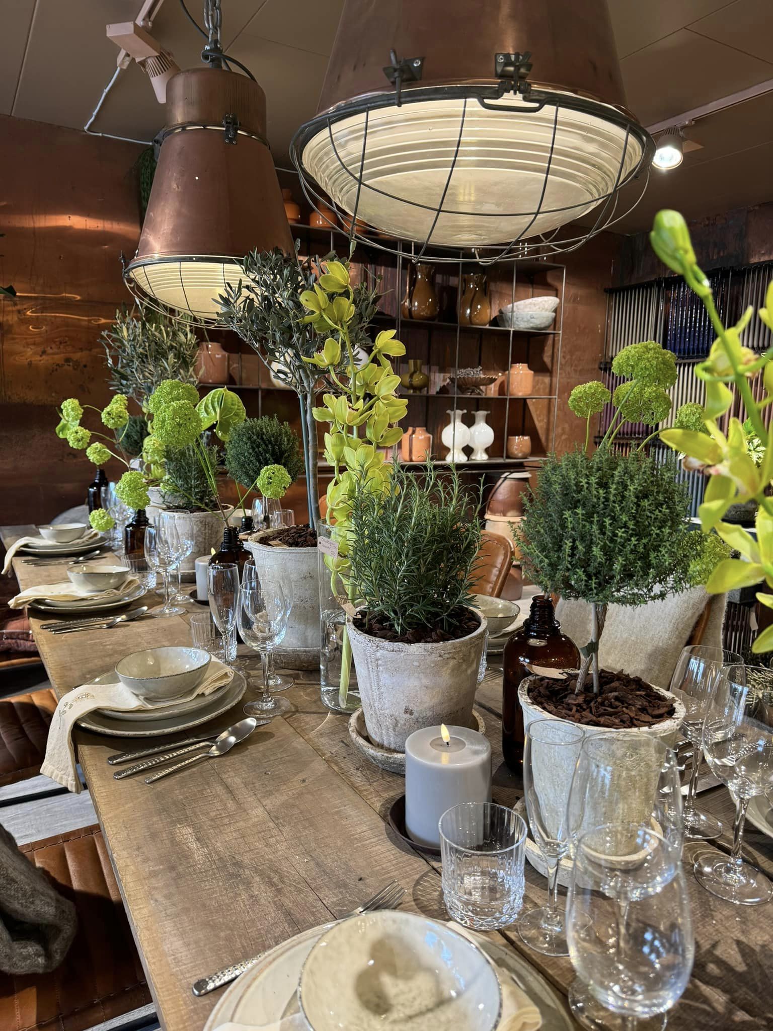 Rustikt plankebord pyntet op til med cremefarvet service, små opstammede timian og oliventræer i potte.  