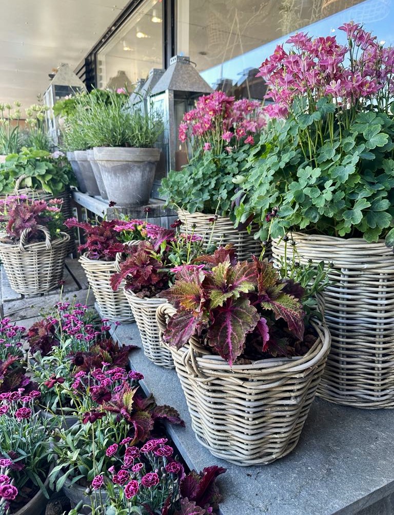Fletkurve står ved gadeboden og er plantet med pallet blad. 