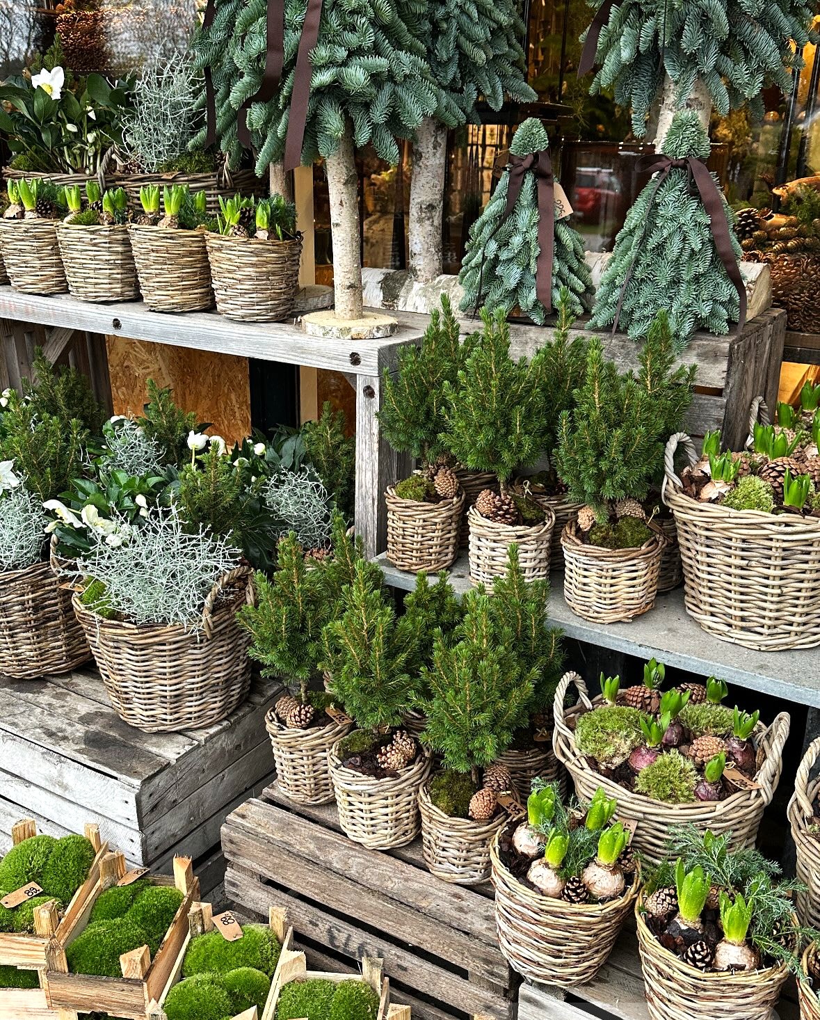 Gadeboden fyldt med vinterplanter i forskellige fletkurve. 