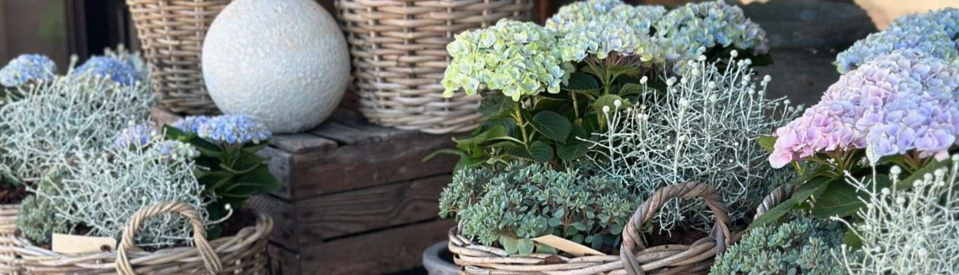Hortensia i fletkurve foran butiksfacaden hos Flora Flora.